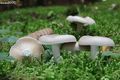 Hygrophorus agathosmus